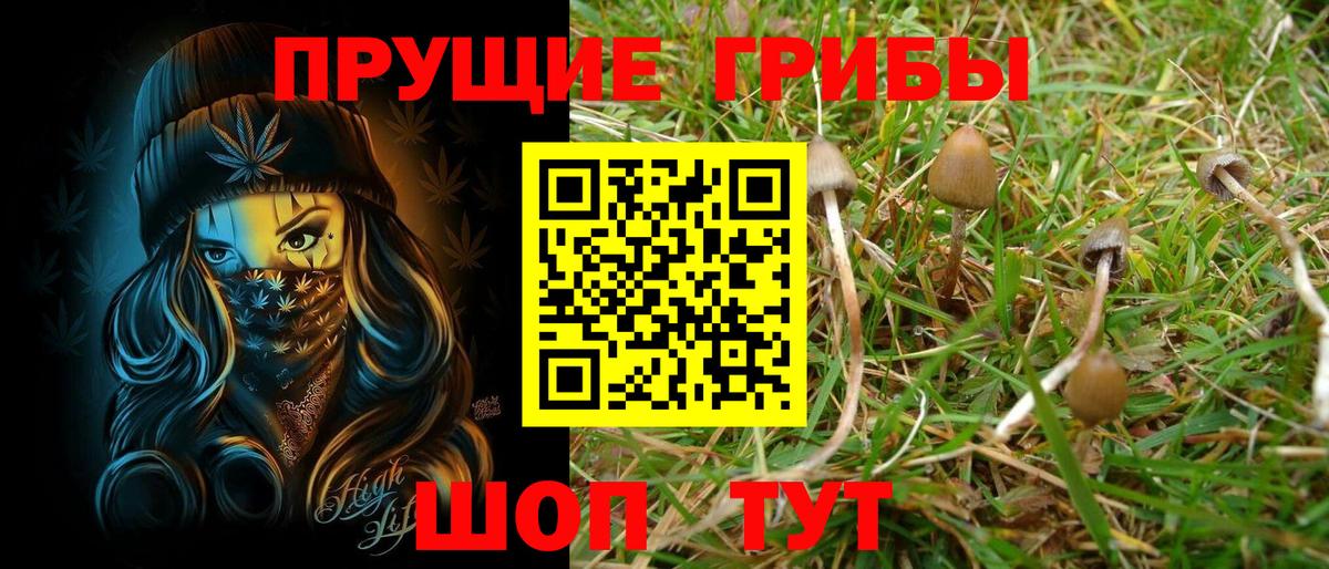 Псилоцибиновые грибы GOLDEN TEACHER  Вход с VPN  Бугуруслан  Псилоцибиновые грибы Psilocybine cubensis 